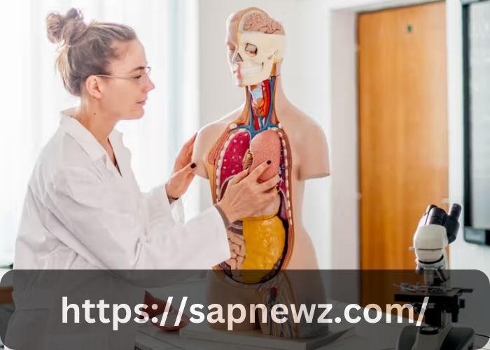 What’s the Biggest Organ in the Human Body?